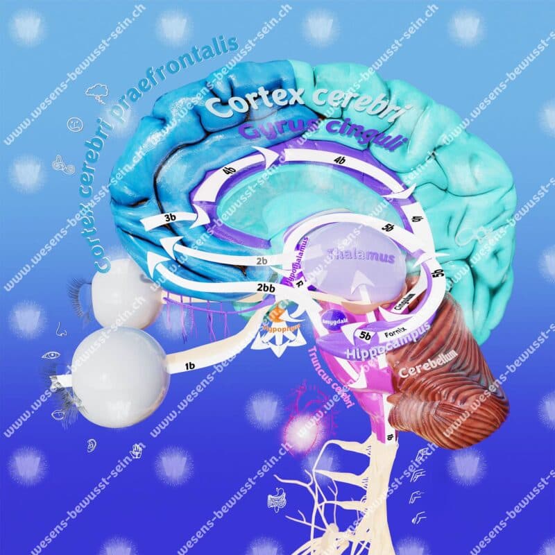 10.7 Der bewusste und langsame Wahrnehmungsinformationsfluss 3D [Digital]